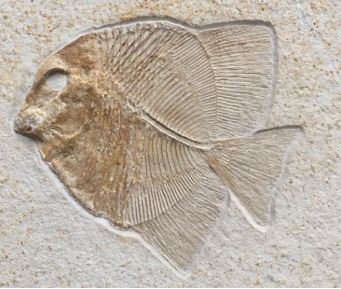 Fossilienfund im Fossiliensteinbruch am Blumenberg